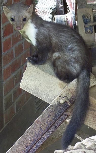 A beech marten